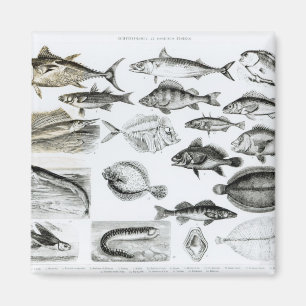 Imán Pescados oseos de la ictiología