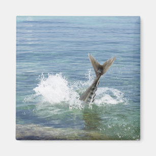 Imán Pescados que salpican en el mar