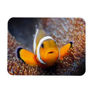 Imán Pescados tropicales del filón - Clownfish