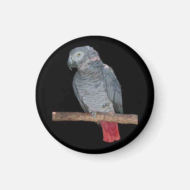 Imán Pesky Parrot Magnet (Frente)