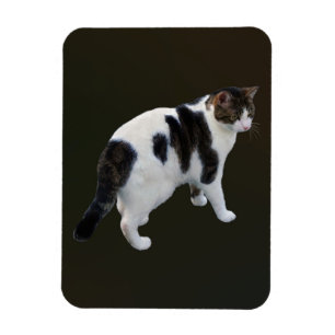 Imán Pestaña Blanca Con Parches Oscuros