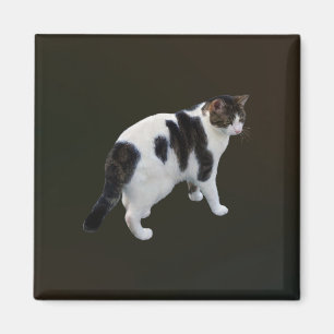 Imán Pestaña Blanca Con Parches Oscuros