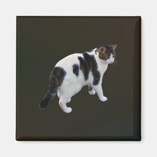 Imán Pestaña Blanca Con Parches Oscuros (Frente)