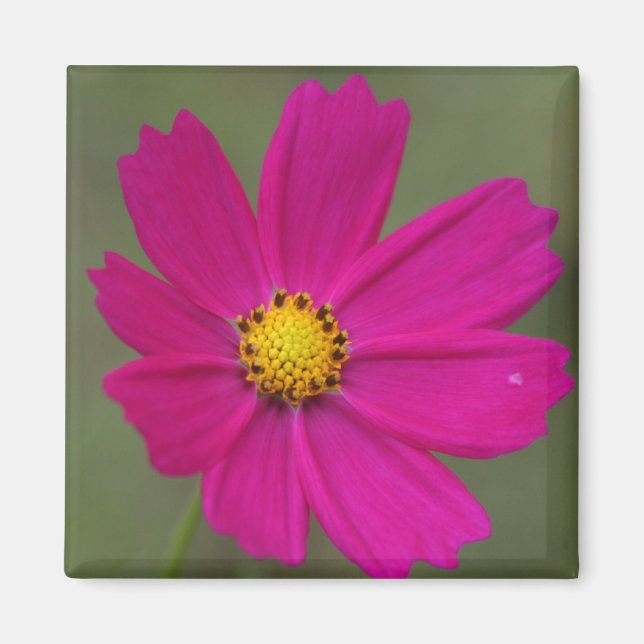 Imán pétalos (Frente)