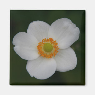 Imán pétalos blancos