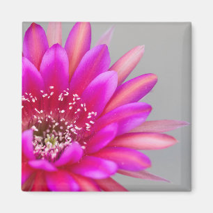 Imán Pétalos de Flor de Cactus Rosa Vibrante