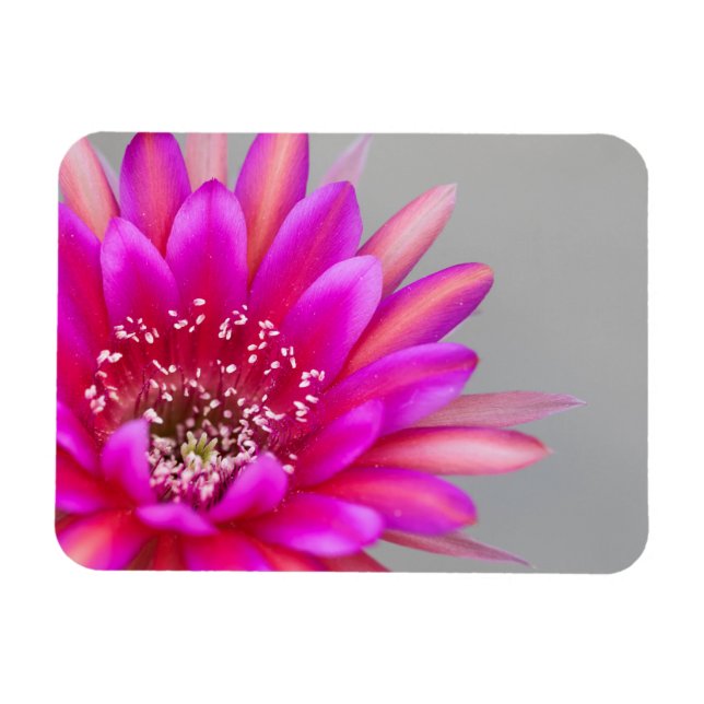 Imán Pétalos de flor de cactus rosados vibrantes (Horizontal)