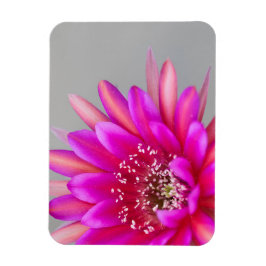 Imán Pétalos de flor de cactus rosados vibrantes
