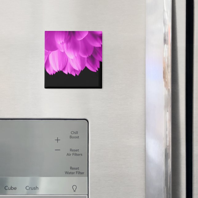Imán Pétalos de flores rosa caliente sobre negro (In situ (nevera))