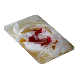 Imán Pétalos de Peony