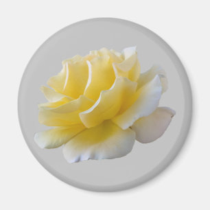 Imán Pétalos de rosa amarillo