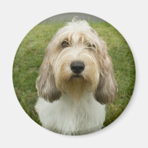 Imán Petit Basette Griffon Vendeen
