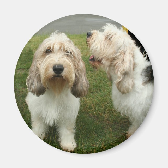 Imán Petit Basette Griffon Vendeen (Frente)