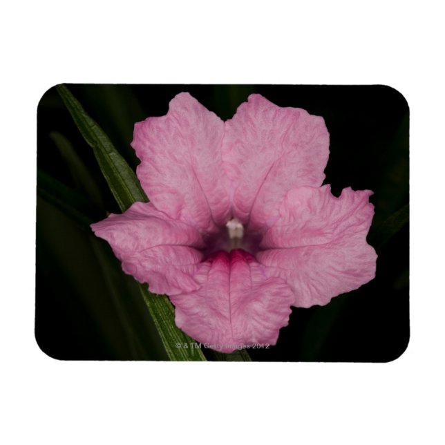 Imán Petunia mexicana rosa (Ruellia Brittoniana o (Horizontal)