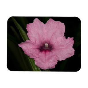 Imán Petunia mexicana rosada (Ruellia Brittoniana o