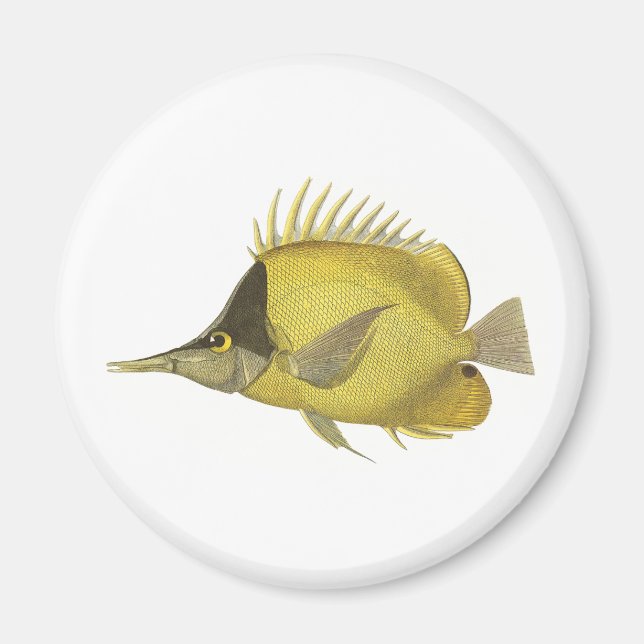 Imán Pez Chelmon Longirostris Tropical Amarillo, Pez An (Frente)