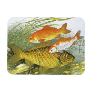 Imán Pez dorado acuático vintage Koi, vida marina del m