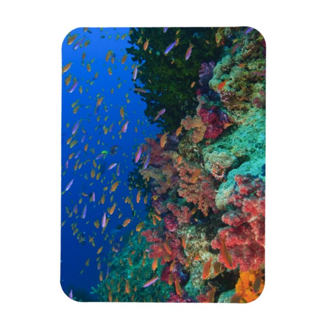 Imán Pez hadas escolarizados (Pseudanthias (Vertical)