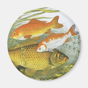 Imán Pez Koi Goldfish, Vida Marina Acuática Antigua