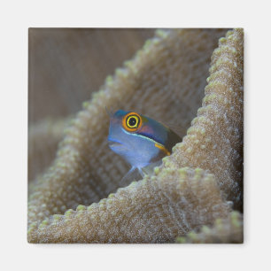 Imán Pez mariposa (Blenniidae) asomando la cabeza