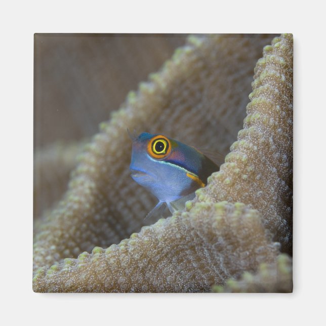 Imán Pez mariposa (Blenniidae) asomando la cabeza (Frente)