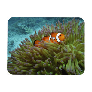 Imán Pez payaso occidental ( Amphiprion ocellaris )