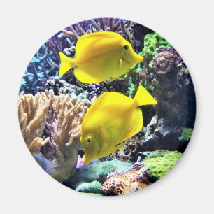 Imán Pez Tang Amarillo