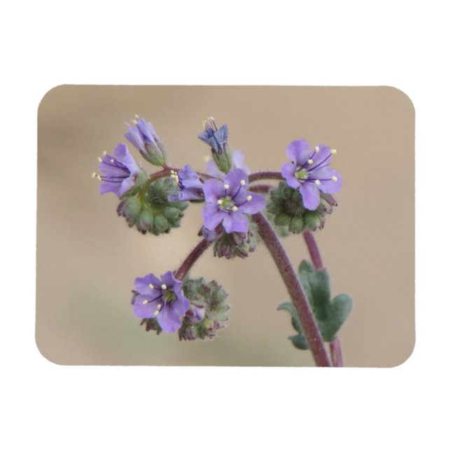 Imán Phacelia Purple Wildflowers (Horizontal)