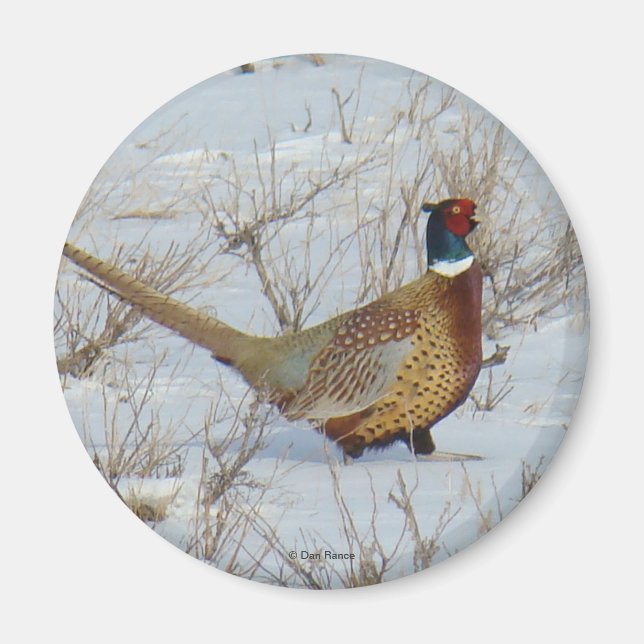Imán Pheasant B22 (Frente)