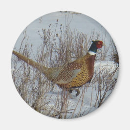 Imán Pheasant B23