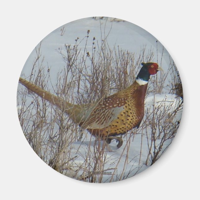 Imán Pheasant B23 (Frente)