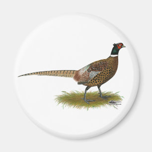 Imán Pheasant Rooster