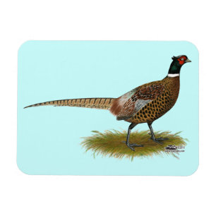 Imán Pheasant Rooster