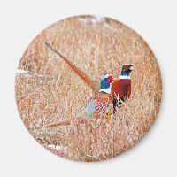 Pheasantes de cuello anillante