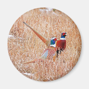 Imán Pheasantes de cuello anillante