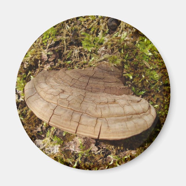 Imán Phellinus igniarius Mushroom Magnet (Frente)