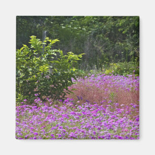Imán Phlox de Drummond, Phlox drummondi, Hilton Head