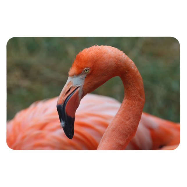Imán Phoenicopterus ruber (Horizontal)
