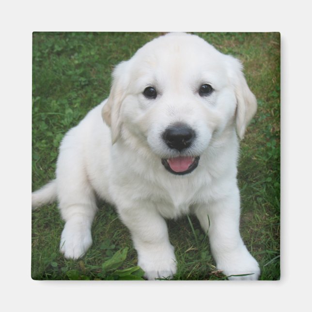 Imán Photo Modern Simple Custom Cute Pet (Frente)