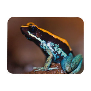 Imán Phyllobates vittatus, una rana venenosa