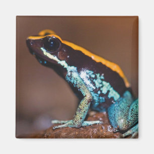 Imán Phyllobates vittatus, una rana venenosa