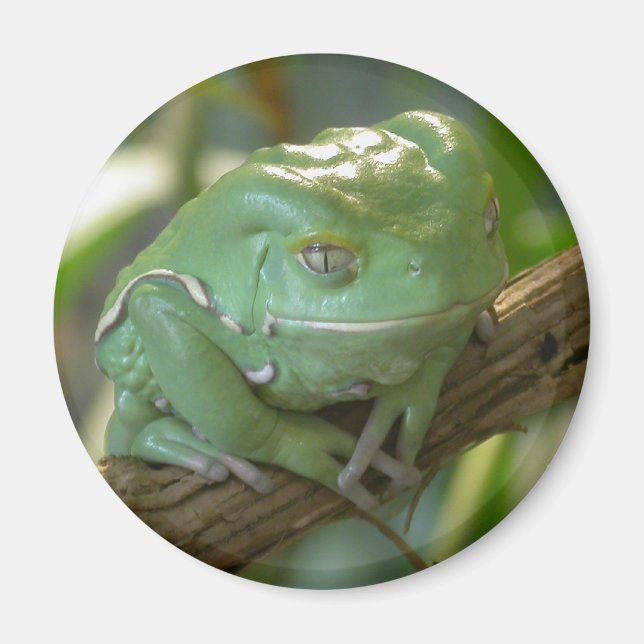 Imán Phyllomedusa sauvagi (Frente)