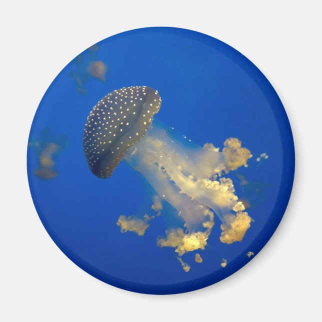 Imán Phyllorhiza punctata (Frente)