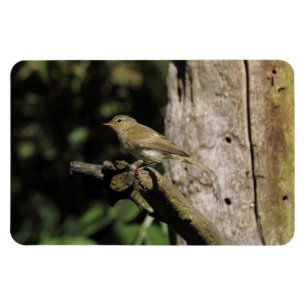 Imán Phylloscopus collybita