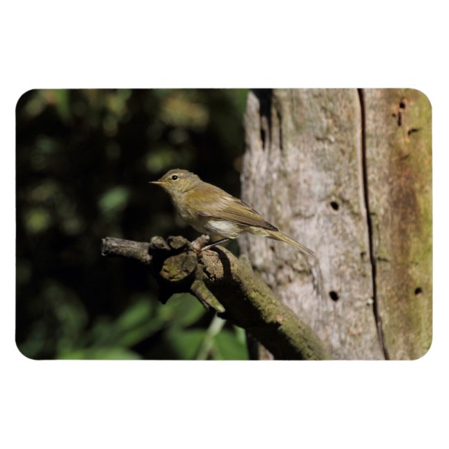 Imán Phylloscopus collybita (Horizontal)