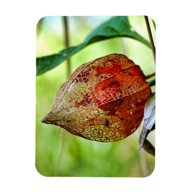 Imán Physalis alkekengi (Vertical)