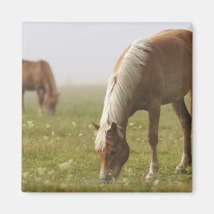 Imán piano de la niebla de la mañana del prado del