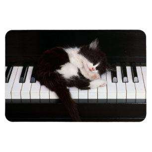 Imán Piano Kitten