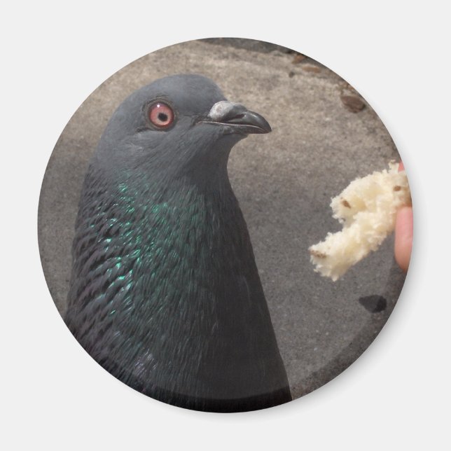 Imán pichón (Frente)