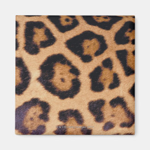 Imán Piel del leopardo